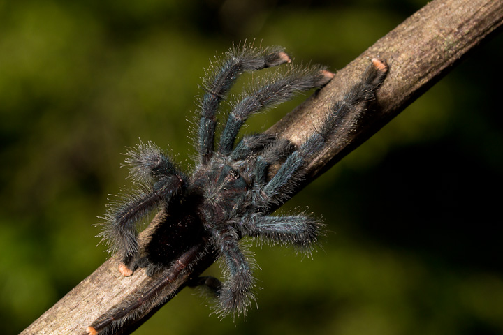 Meet the mygalomorphae spiderbytes Meet the mygalomorphae spiderbytes