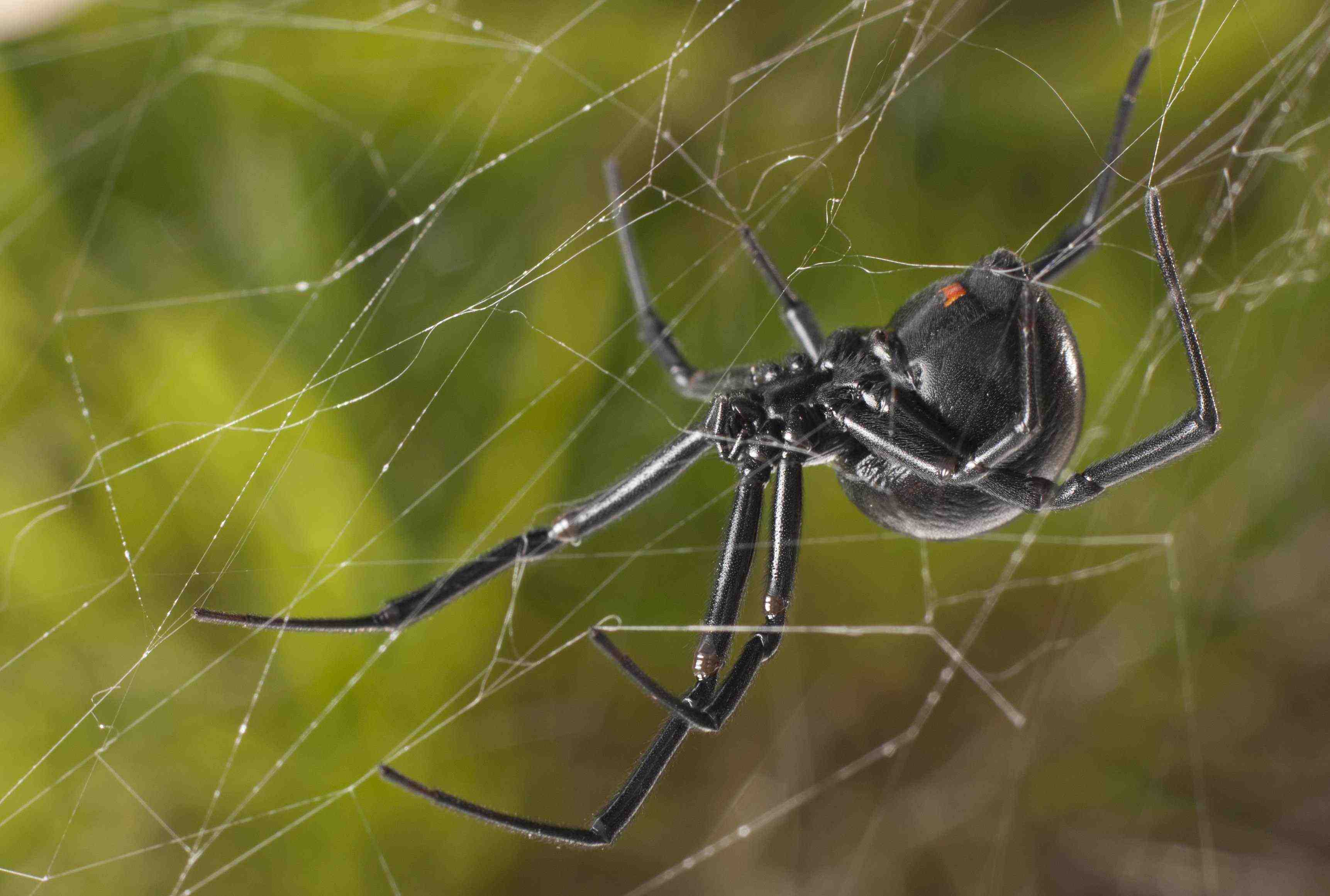 Sex Pheromone On The Silk Of Black Widow Females More Complicated Than We Thought Spiderbytes 