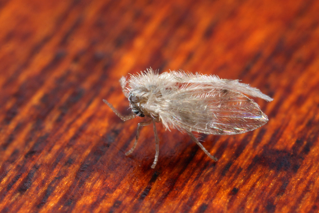 a moth fly