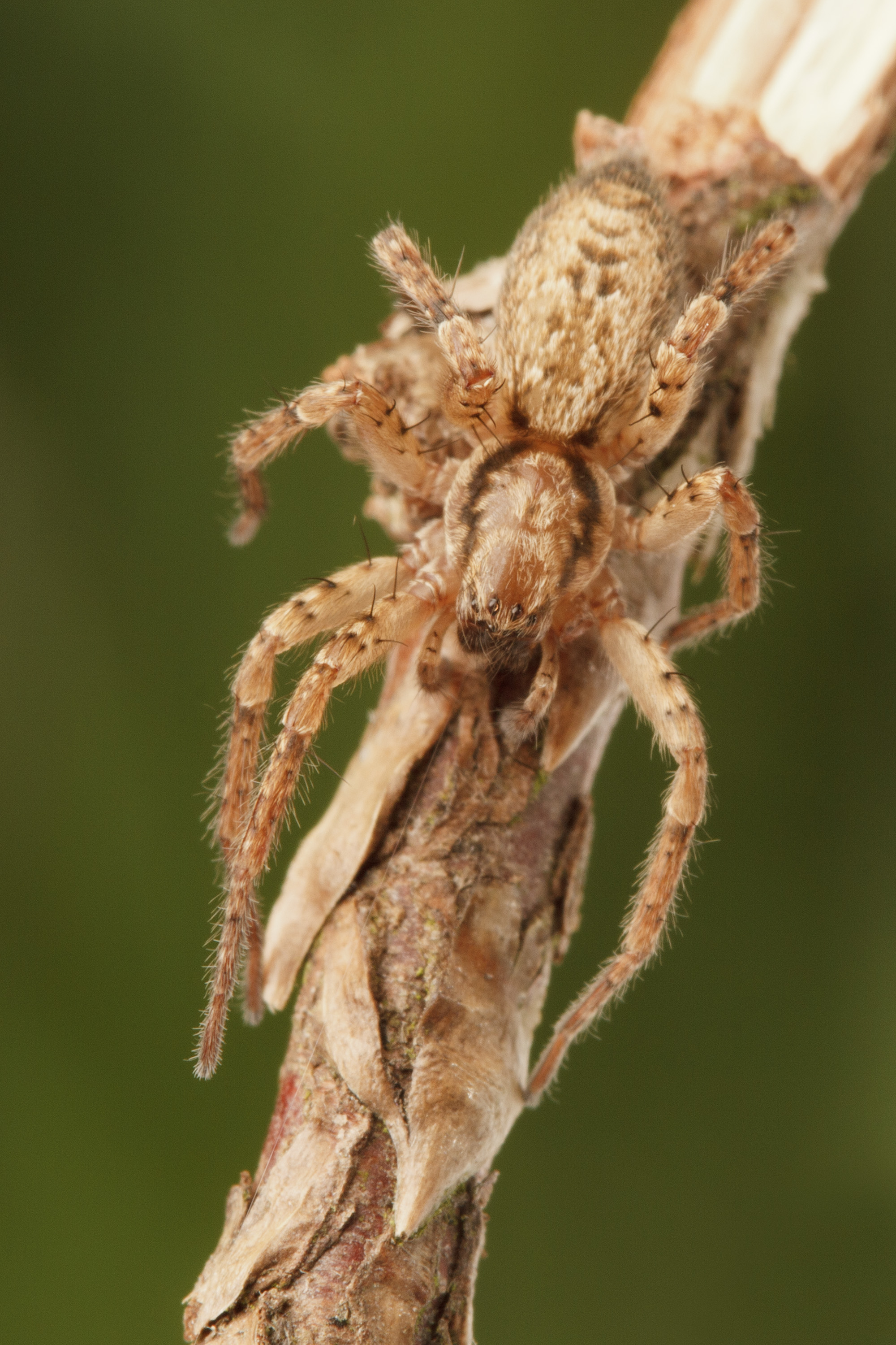 Ghost spiders (Anyphaenidae) | spiderbytes