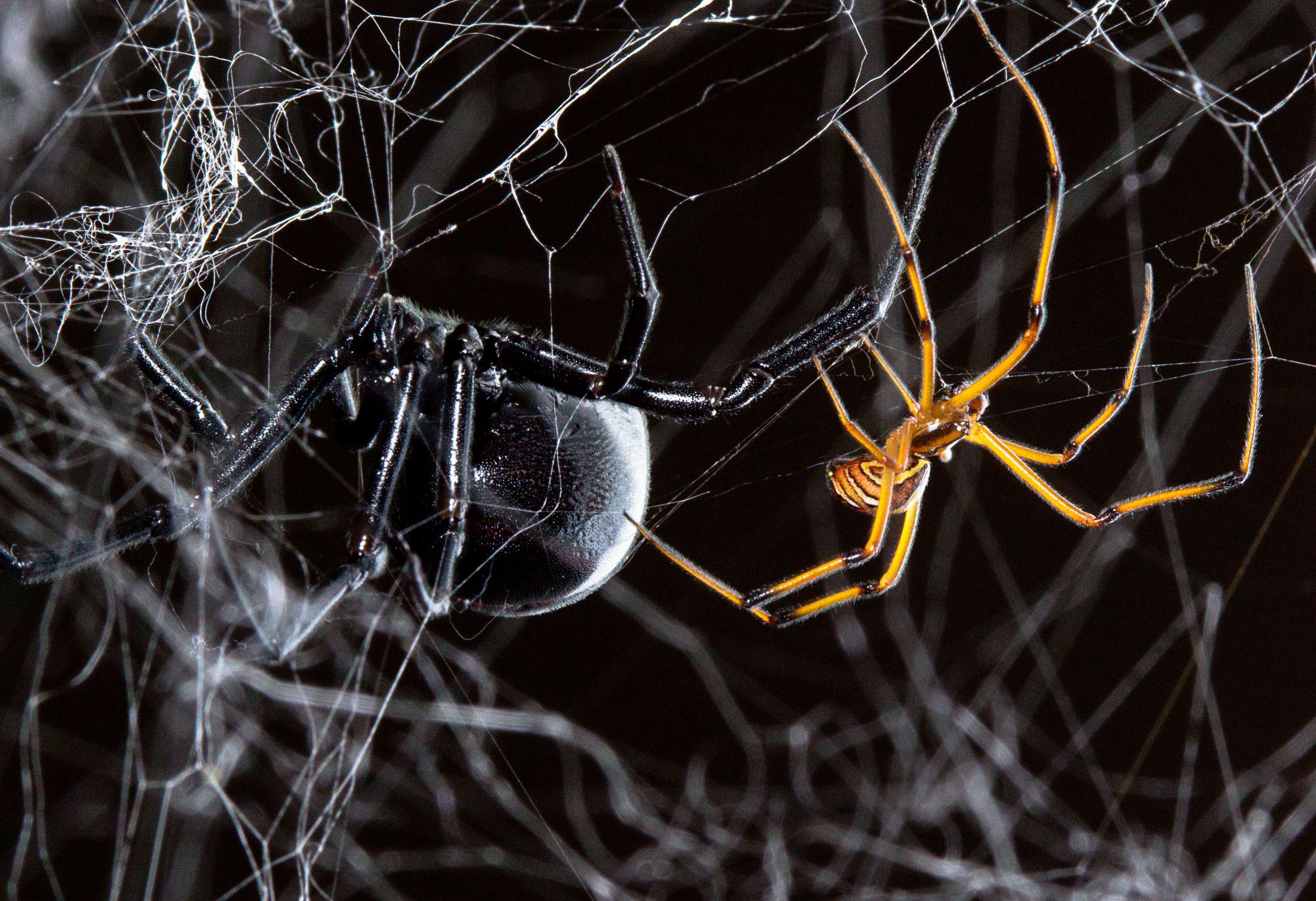 Web Reduction For Rival Obstruction Spiderbytes