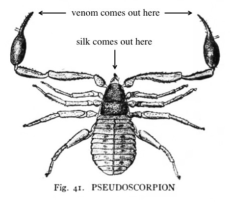 pseudoscorpion_silk_venom_diagram