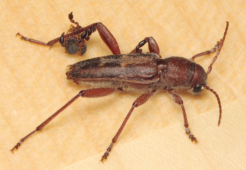 pseudoscorpions_on_longhorn