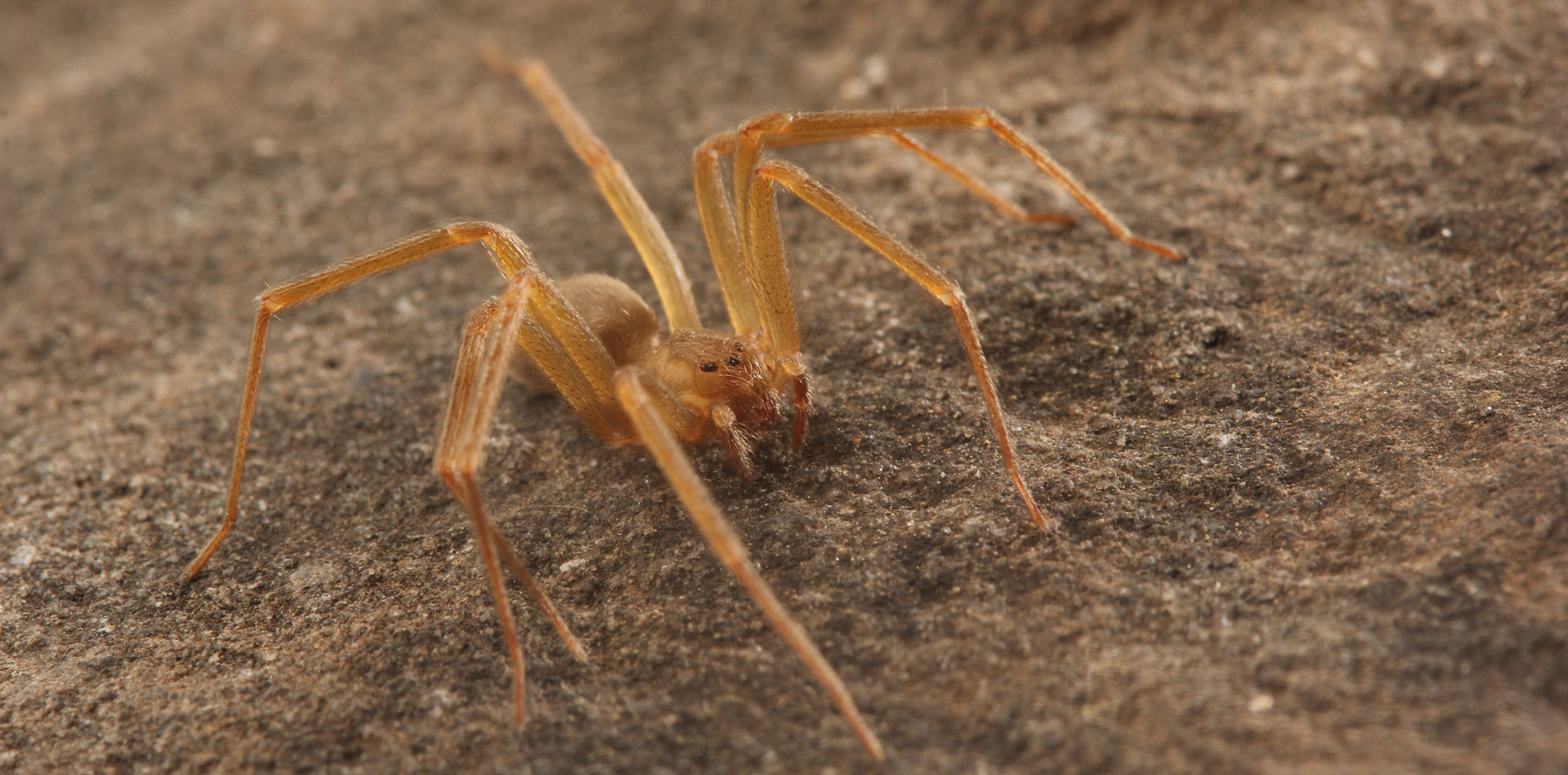 translucent spider bites