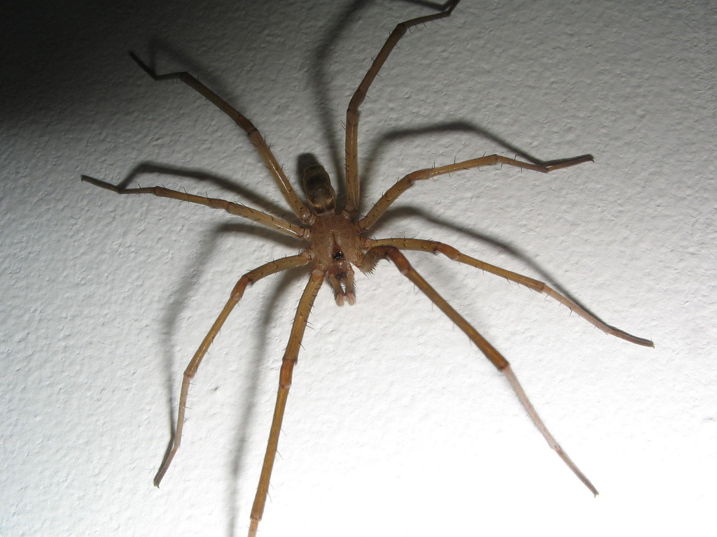 Are there wolf spiders in Florida?