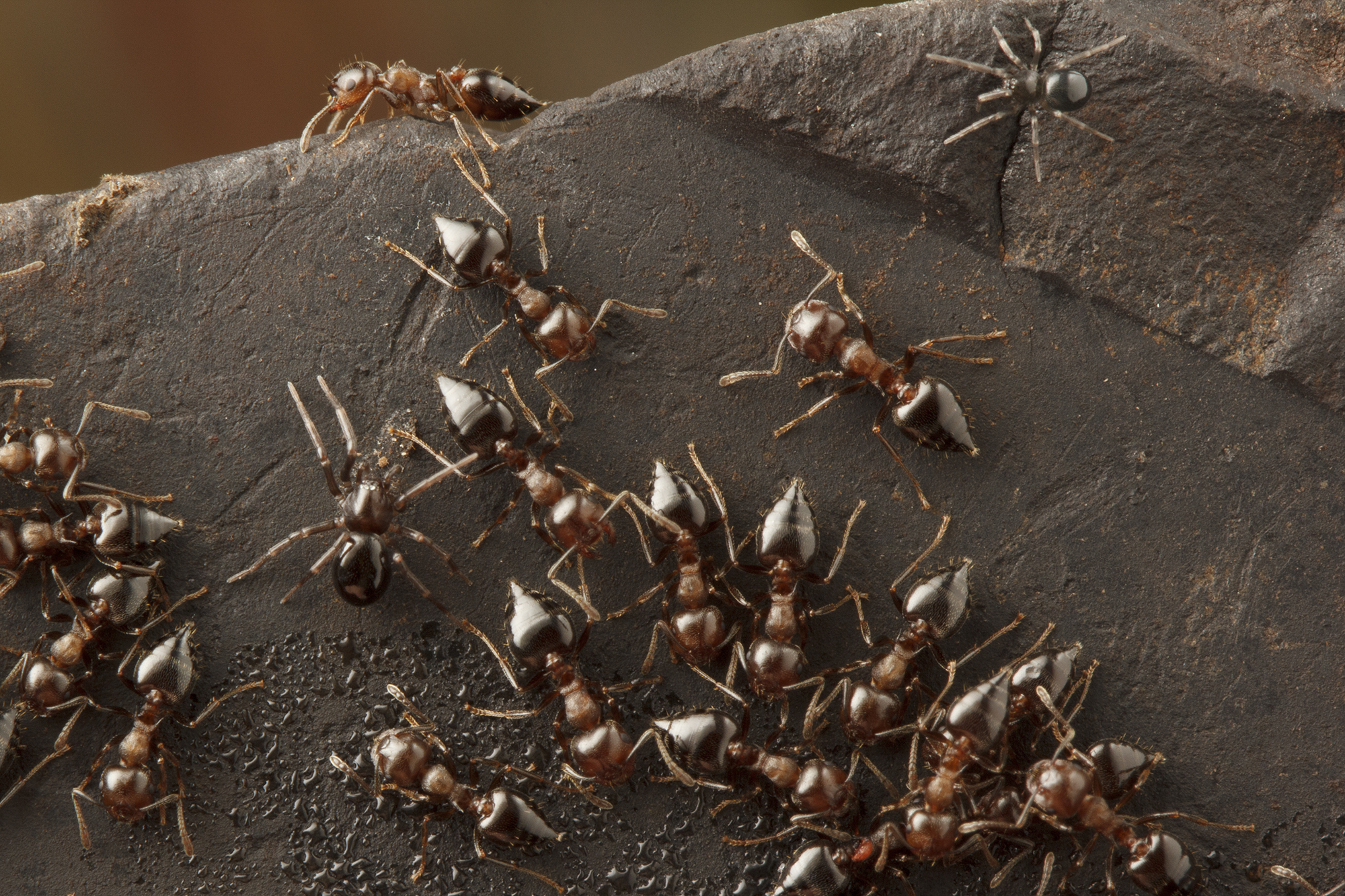 fire-ants-fire-ants-natural-predators