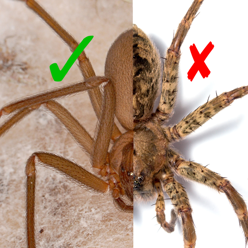 Brown recluse spider baby