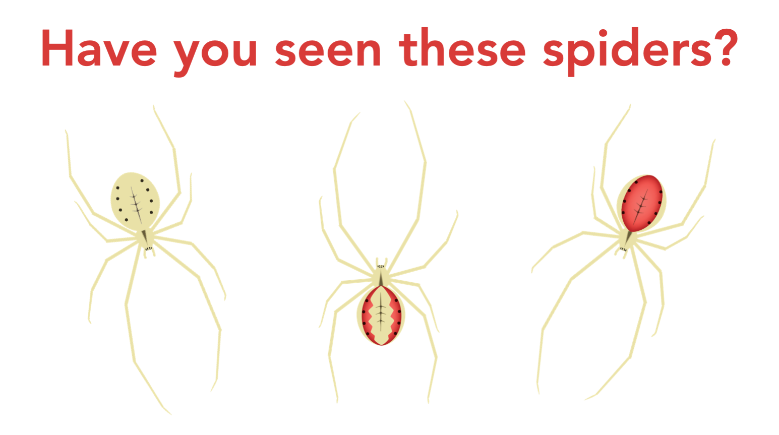 Illustration of three pale yellow spiders, one with no red, one with two red stripes on the abdomen, and one with an entirely red abdomen. Red text reads: "Have you seen these spiders?"
