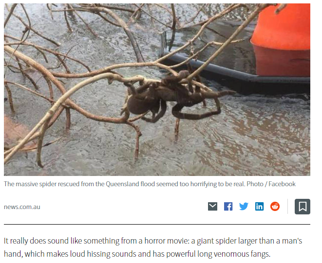 A large spider clings to a tree above floodwaters. Caption: The massive spider rescued from the Queensland flood seemed too horrifying to be real. Additional text below photo reads: news.com.au. It really does sound like something from a horror movie: a giant spider larger than a man's hand, which makes loud hissing sounds and has powerful long venomous fangs.  