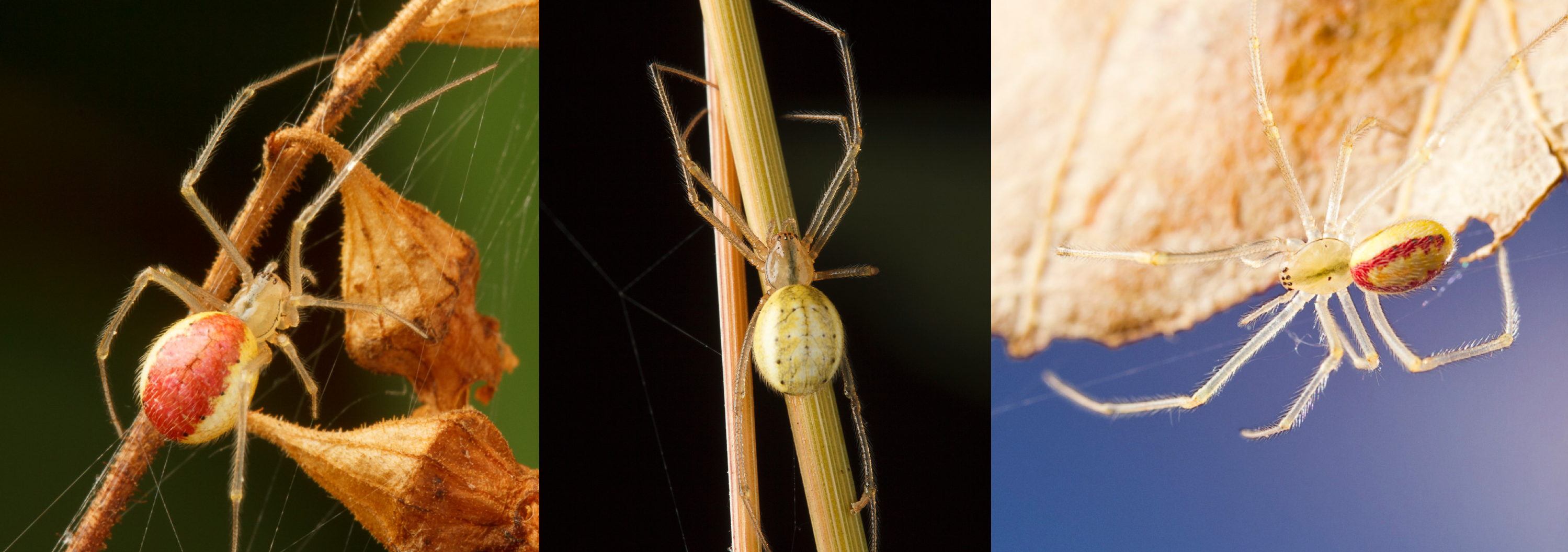 Researchers discover daddy longlegs spiders capture prey using glue