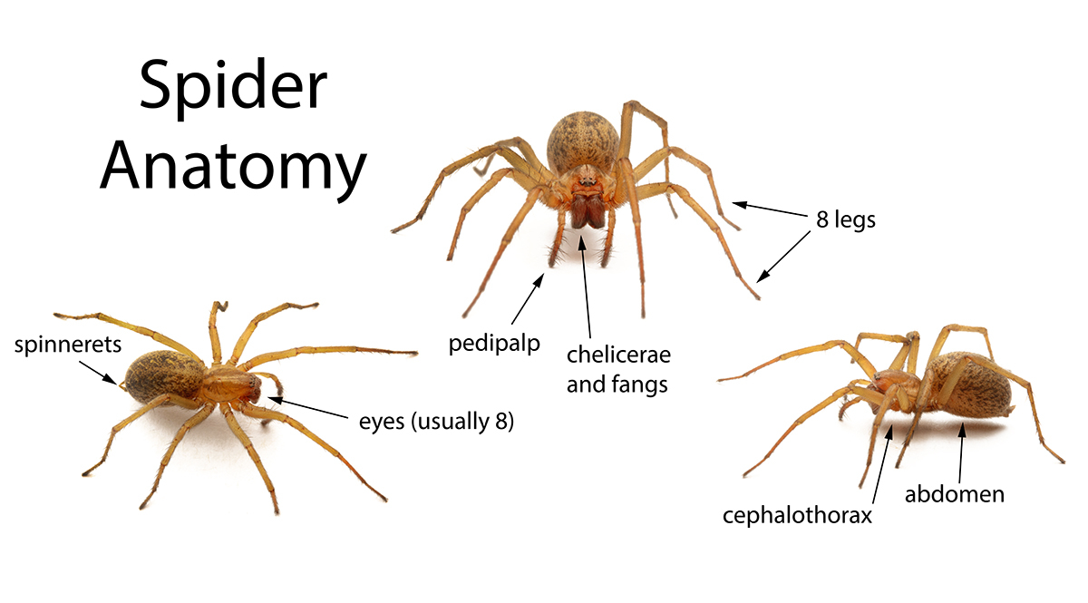 spider_anatomy_poster