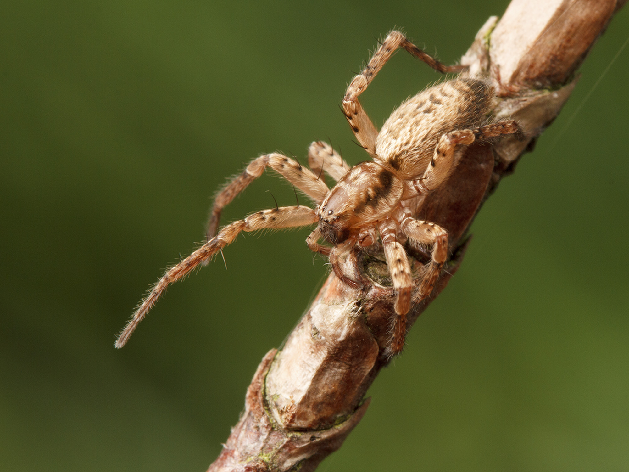 Ghost spiders (Anyphaenidae) | spiderbytes