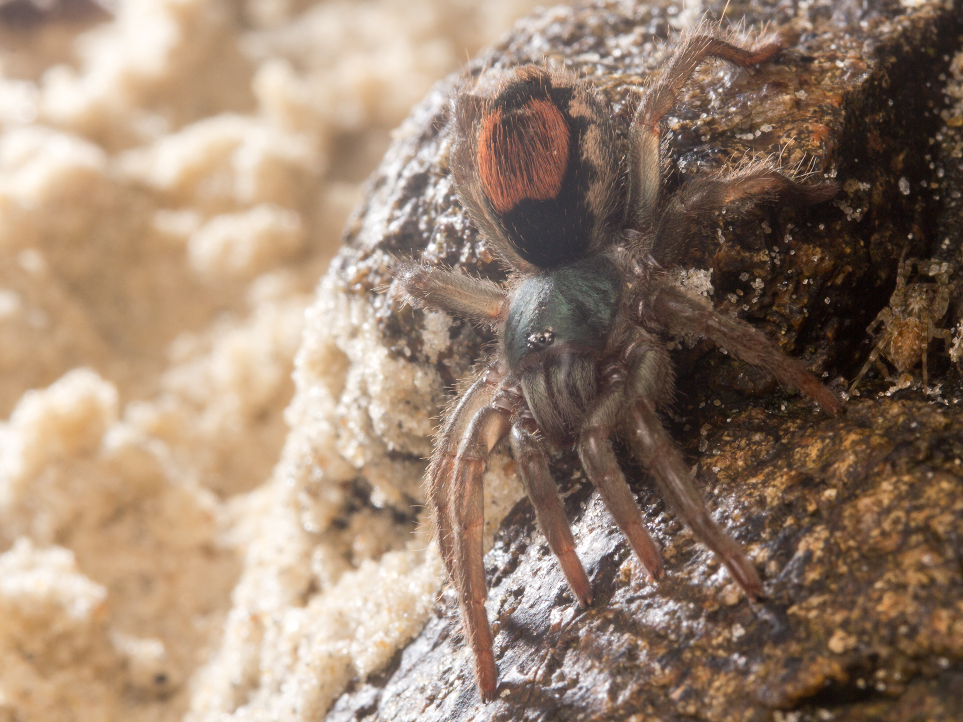 male goliath bird eating spider