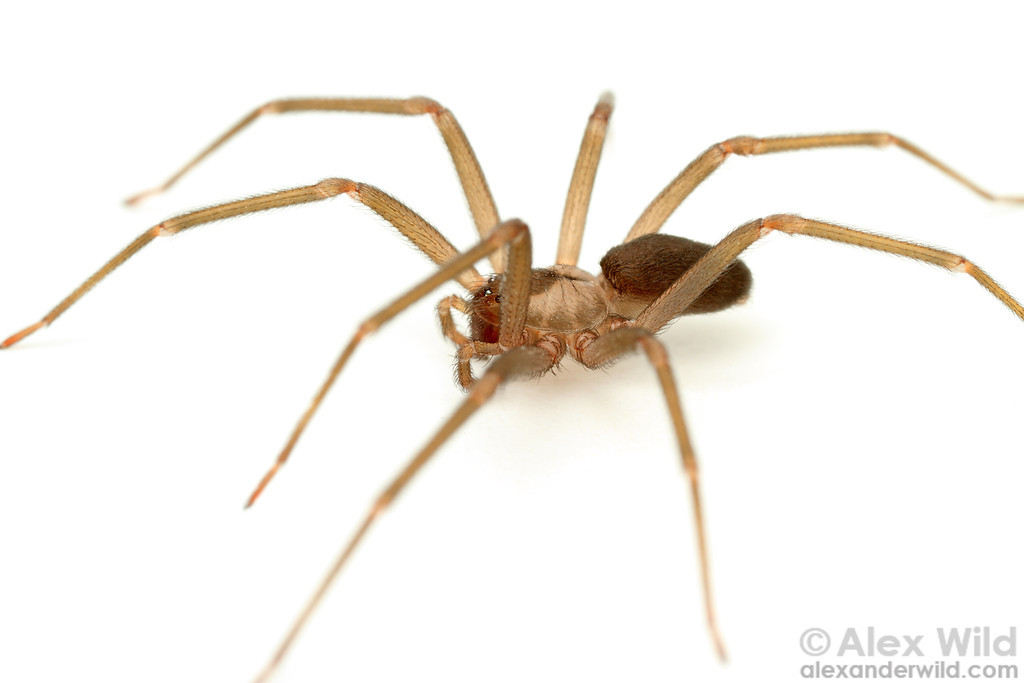 juvenile brown recluse bite