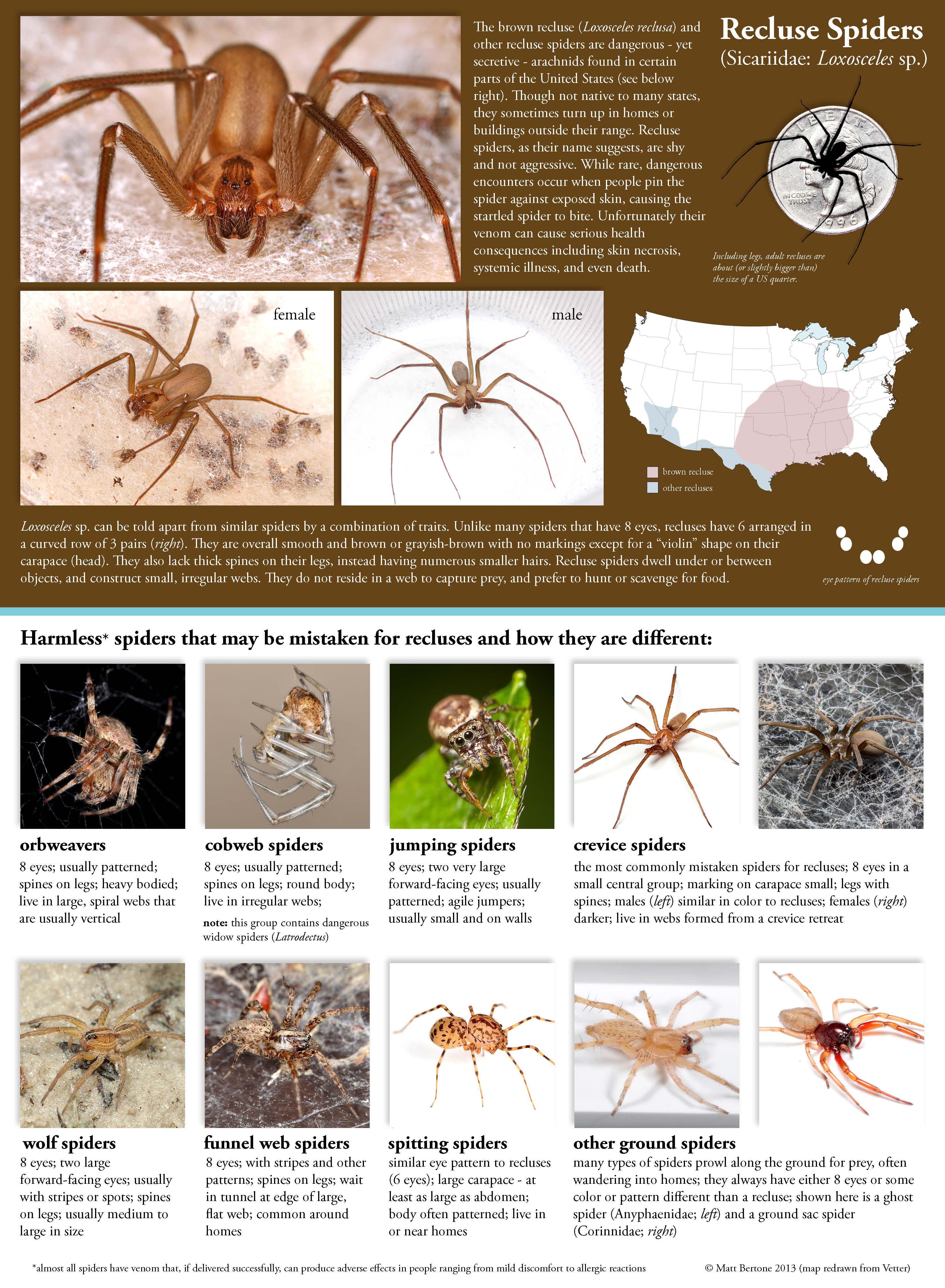 how to identify brown recluse spiders