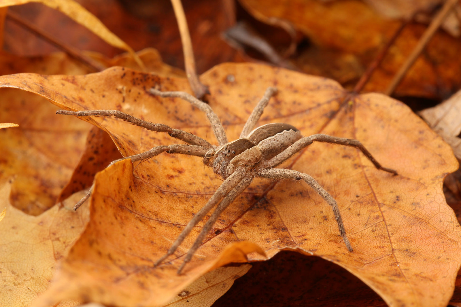 Spiders  Dave's Blog