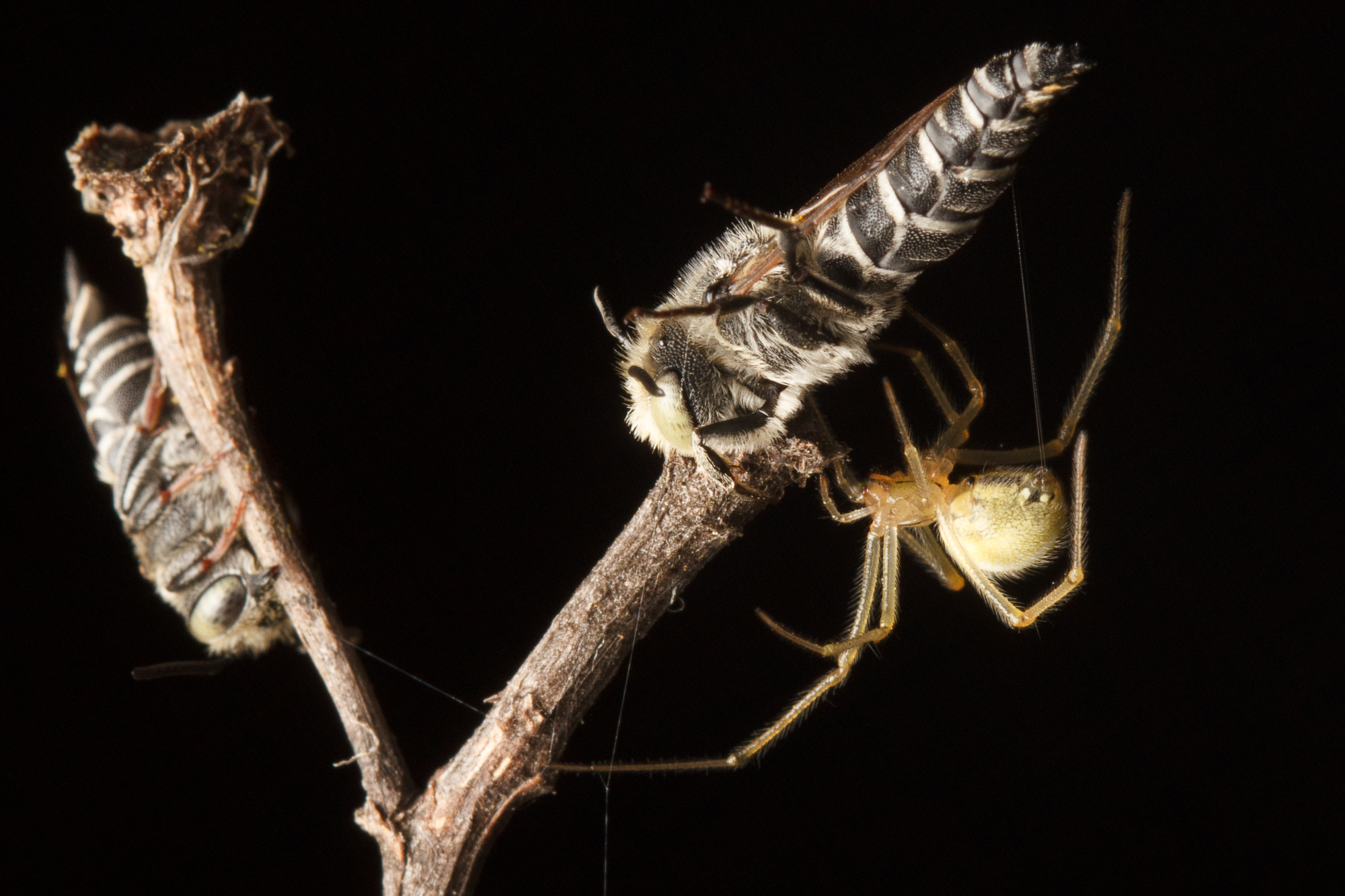 Web wonders: spiders spin for their lives as floodwaters rise