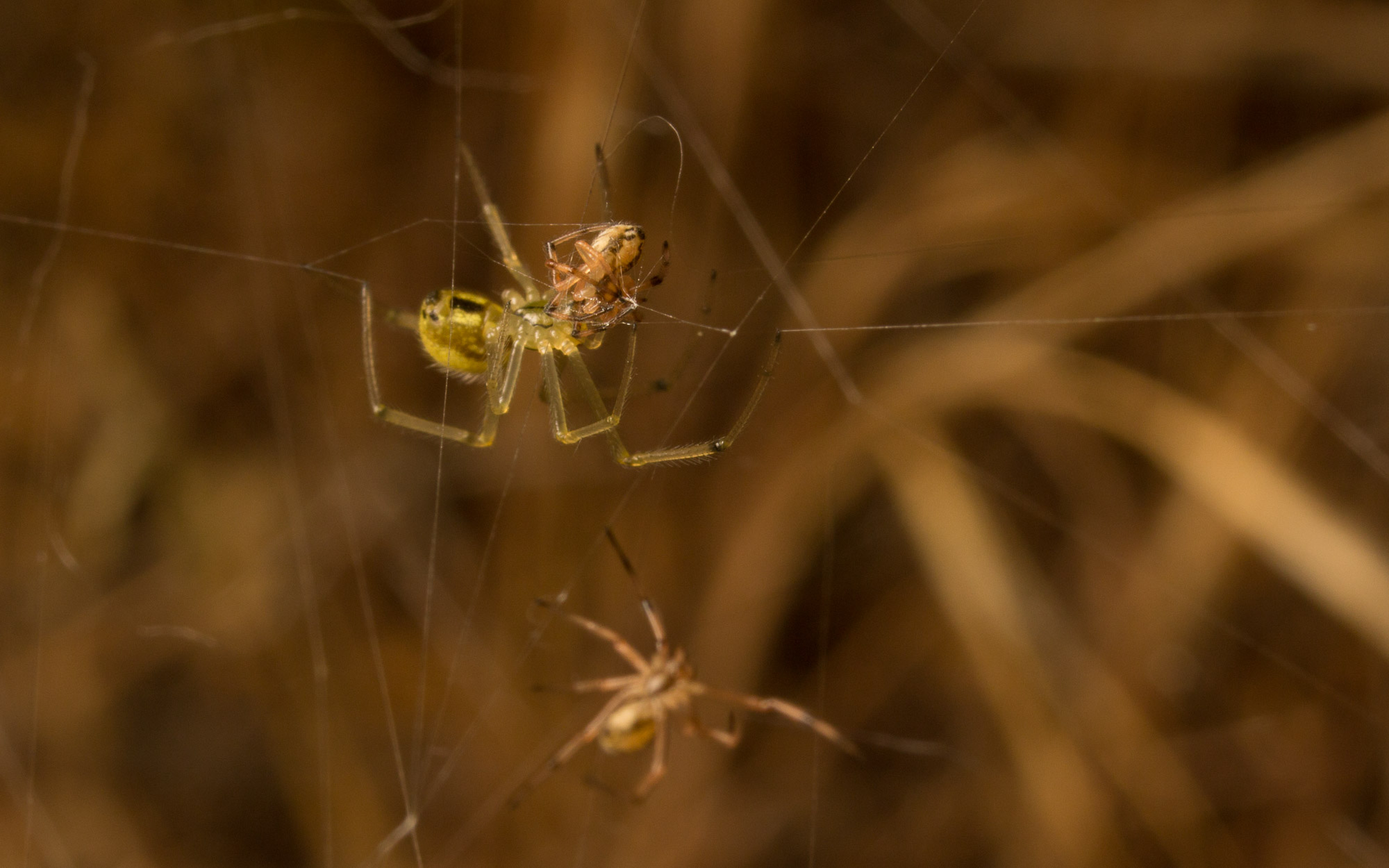 Web wonders: spiders spin for their lives as floodwaters rise